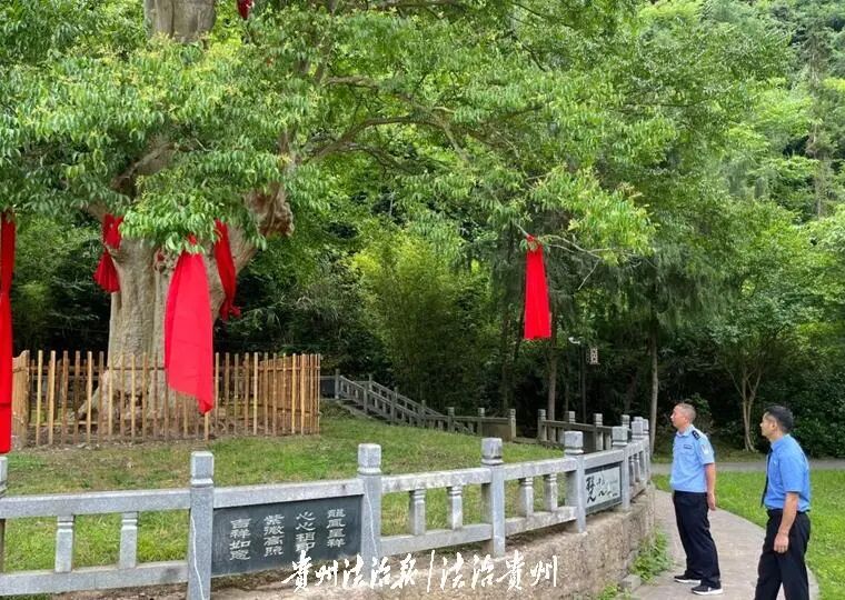 千年紫薇树.jpg