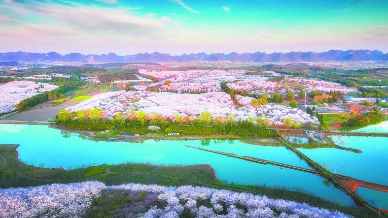 1741570341143076722.jpg 贵安樱花园。唐哲 摄.jpg