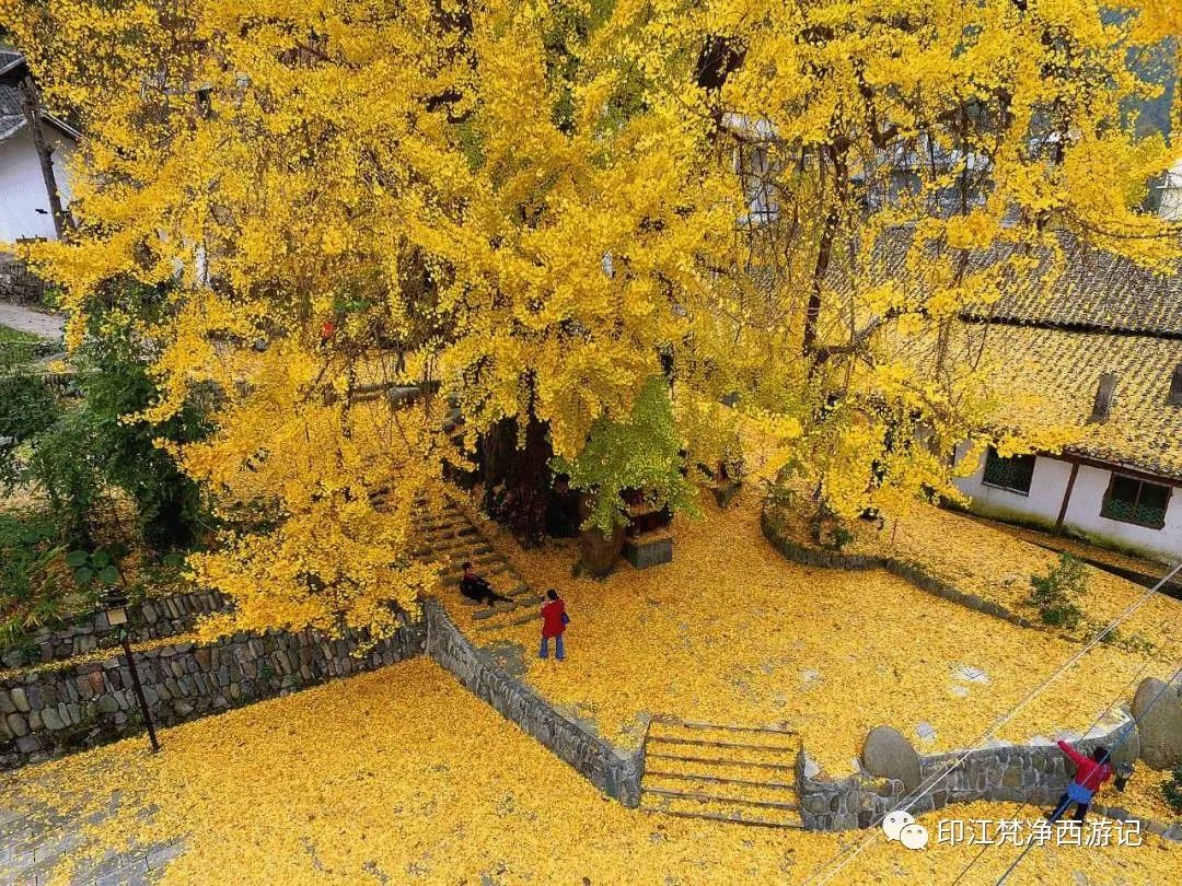 银杏树.jpg