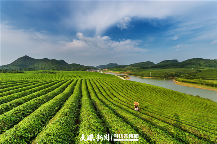 苔茶之乡好风光，良好生态环境产出干净茶。崔卿 摄.jpg