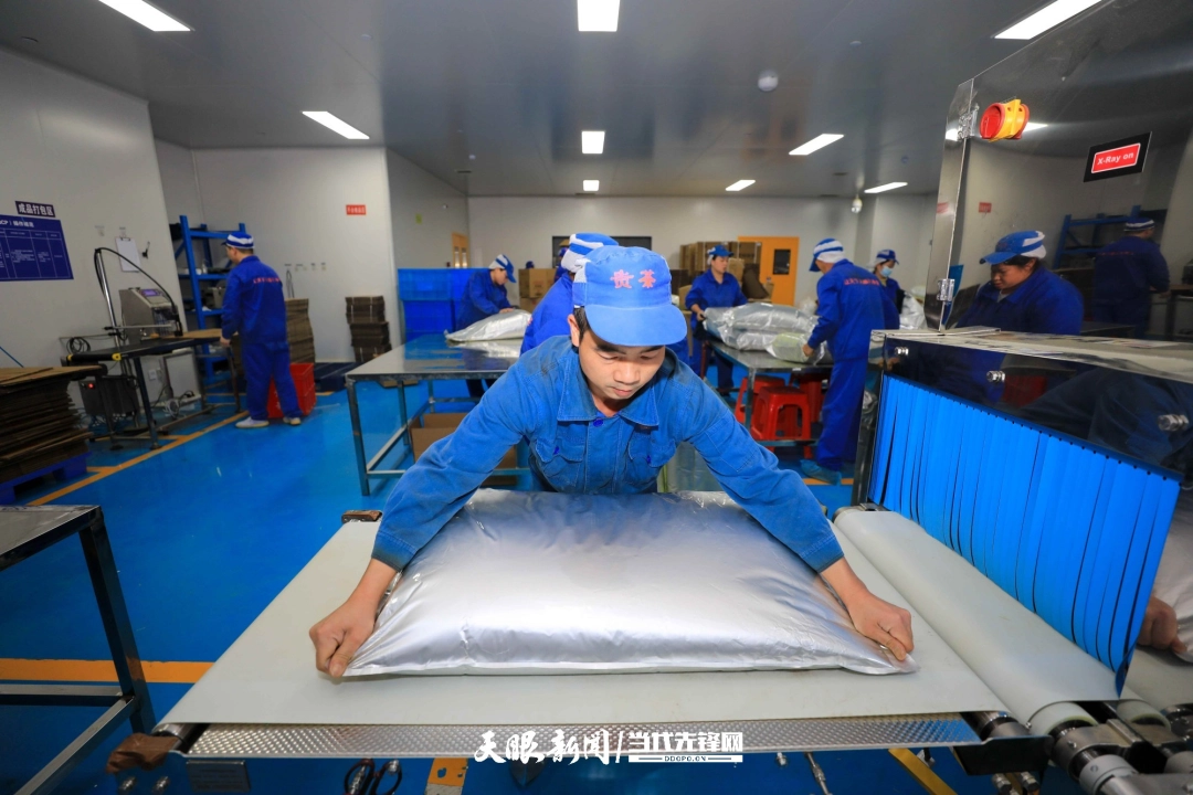 工人在贵州梵净山大健康医药产业示范区一家茶叶加工企业加工抹茶。.jpg