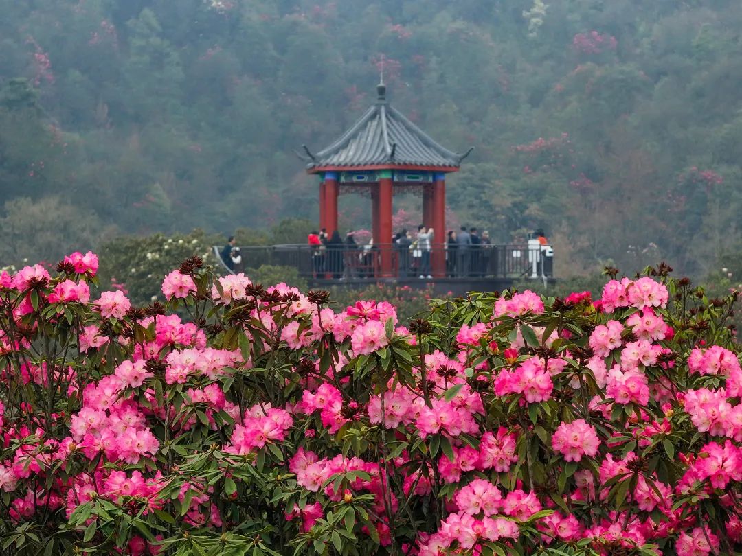 4月6日,游客在贵州省毕节市百里杜鹃景区踏青赏花(无人机照片)。.jpg