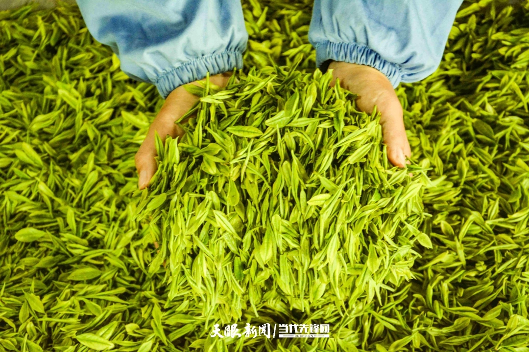 在铜仁市江口县坝盘镇挂扣村九龙山高标准抹茶原料基地，茶农展示采摘的茶叶。.jpg