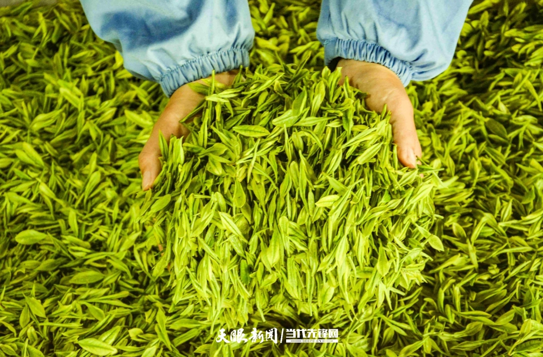 dD0xNzYxMjczMTU3X3I9ZDA4OTA1NTFfdz0xMDgwX3E9MTAwX2U9anBn.webp 在铜仁市江口县坝盘镇挂扣村九龙山高标准抹茶原料基地,茶农展示采摘的茶叶。.jpg