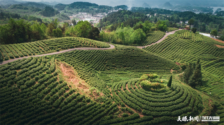 神鹊茶场.jpg