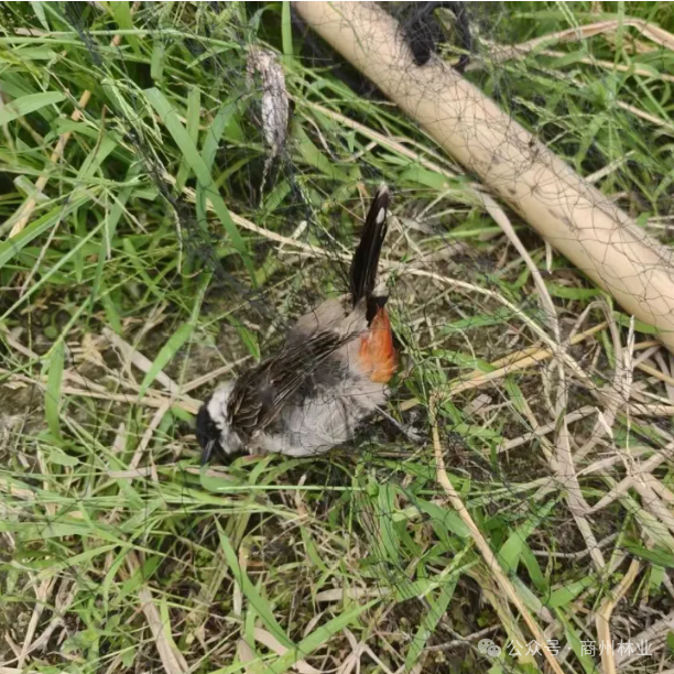 9c82b321-9777-4f36-8768-eea9c3b90d57.png 9c82b321-9777-4f36-8768-eea9c3b90d57.png