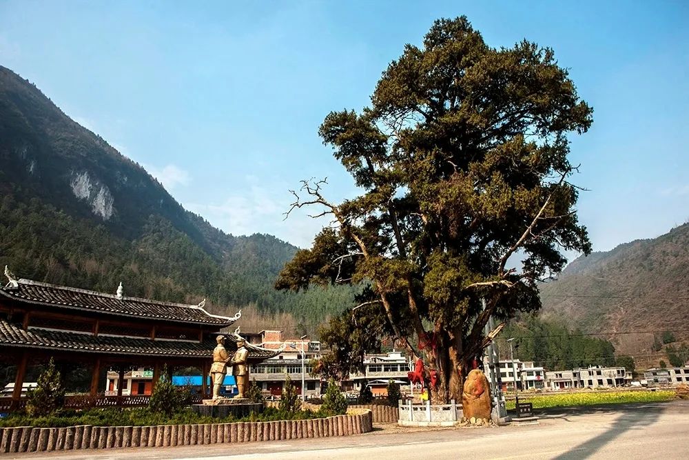 会师柏.jpg