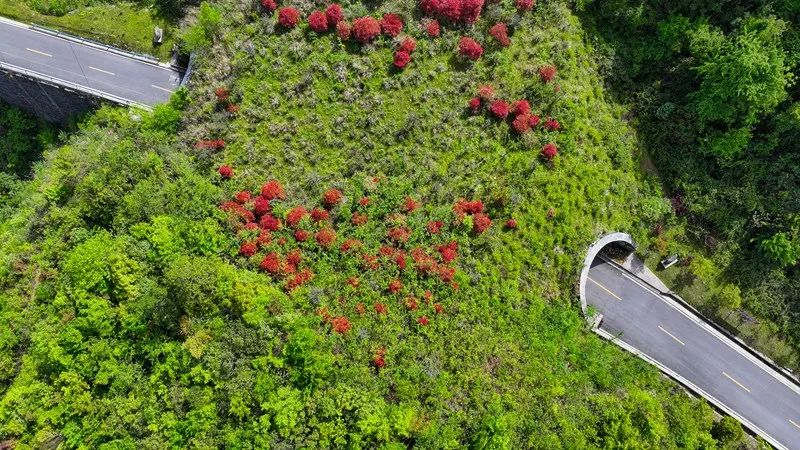 2025年5月1日,在贵州梵净山国家级自然保护区拍摄的龙门坳生态廊道。李鹤摄