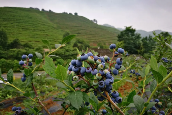 麻江蓝莓