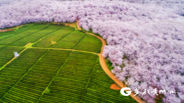 贵阳永乐桃花,水城营盘桃花,麻江乌羊麻桃花坞,平坝樱花园,湄潭樱花谷
