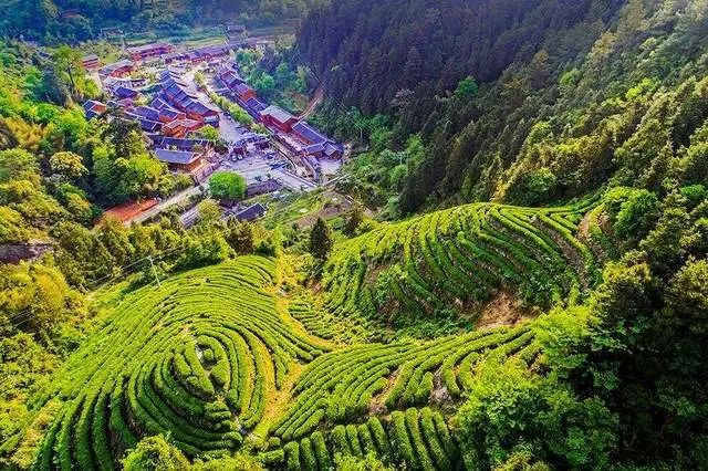 逢春记 登山品茶 在贵州开启一段寻茶踏春之旅