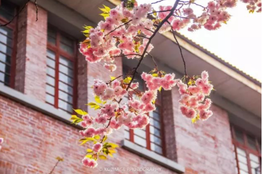 樱花与校园建筑