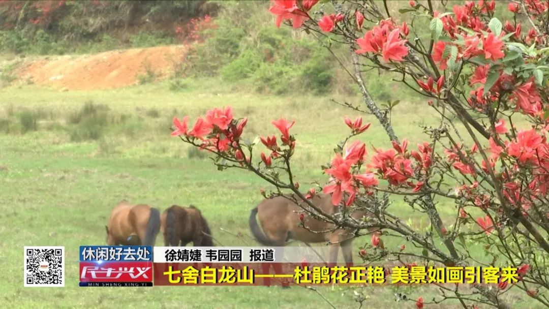 休闲好去处七舍白龙山杜鹃花正艳美景如画引客来