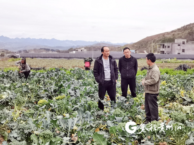 杨昌益在东方红坝区了解蔬菜销售情况