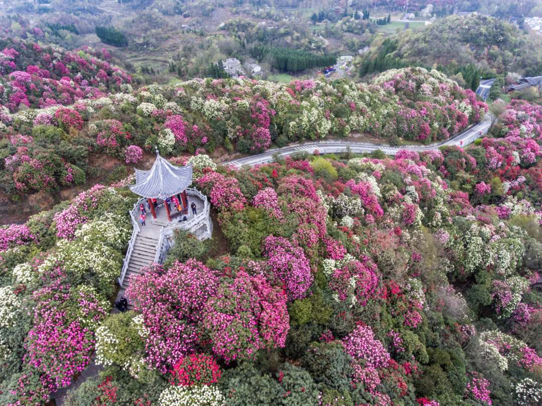 直播预告丨跟我"云赏花,一起看百里杜鹃花开成海!