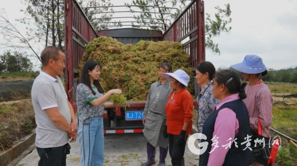 >多彩贵州网>地方新闻>主网关注>时下,来到独山县影山镇紫林山村的一