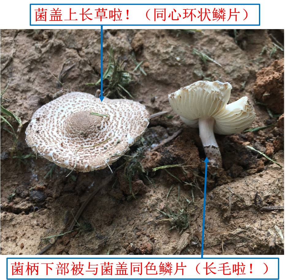 肉褐鳞环柄菇.png 图片
