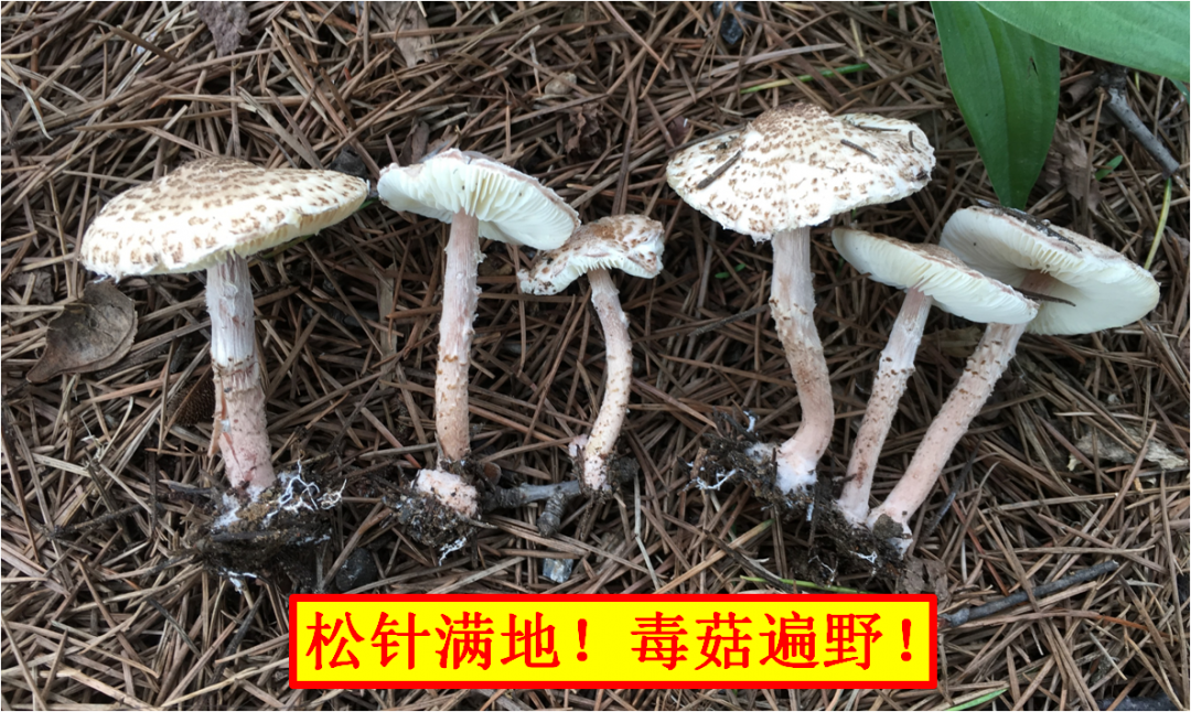 4肉褐鳞环柄菇.png 图片