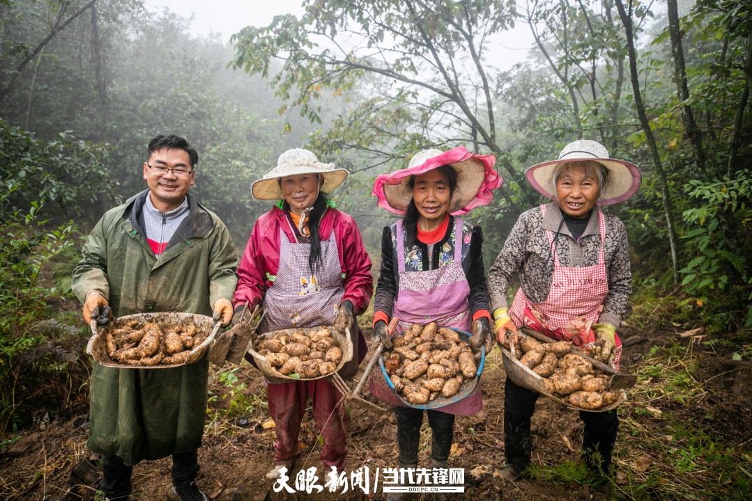 5、七星关区拱龙坪林场内农民采收天麻。.jpg