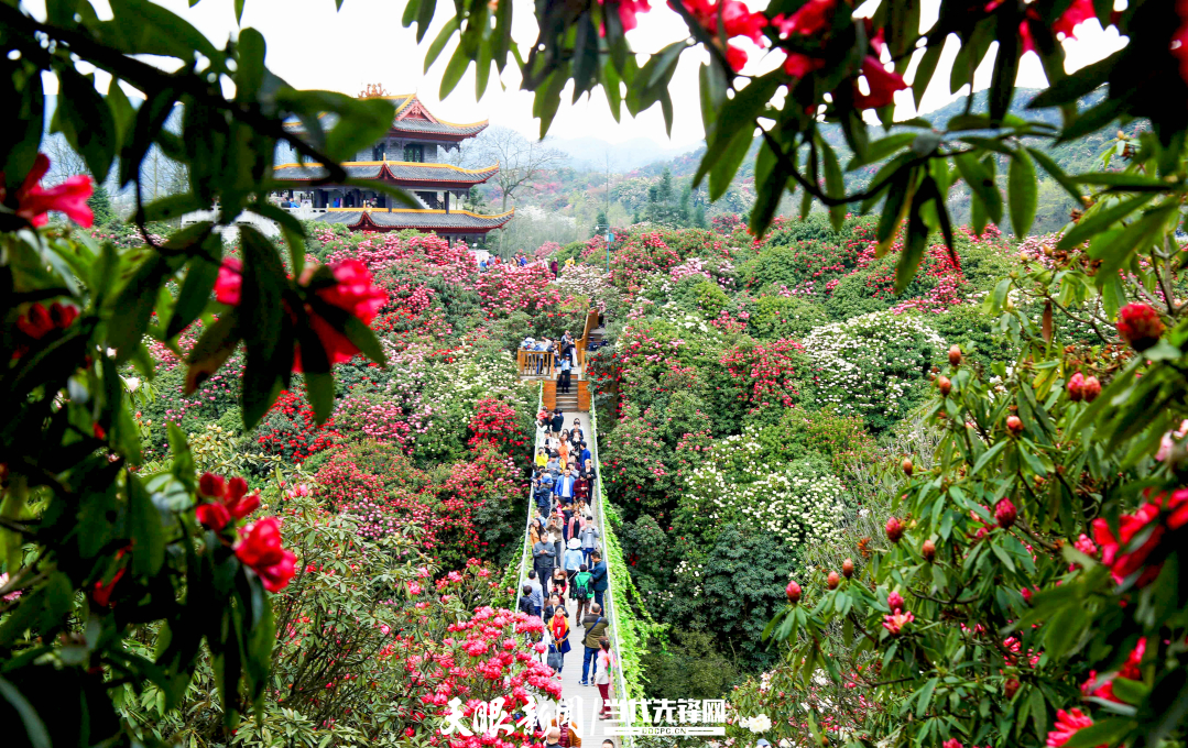 8、百里杜鹃景区。.jpg