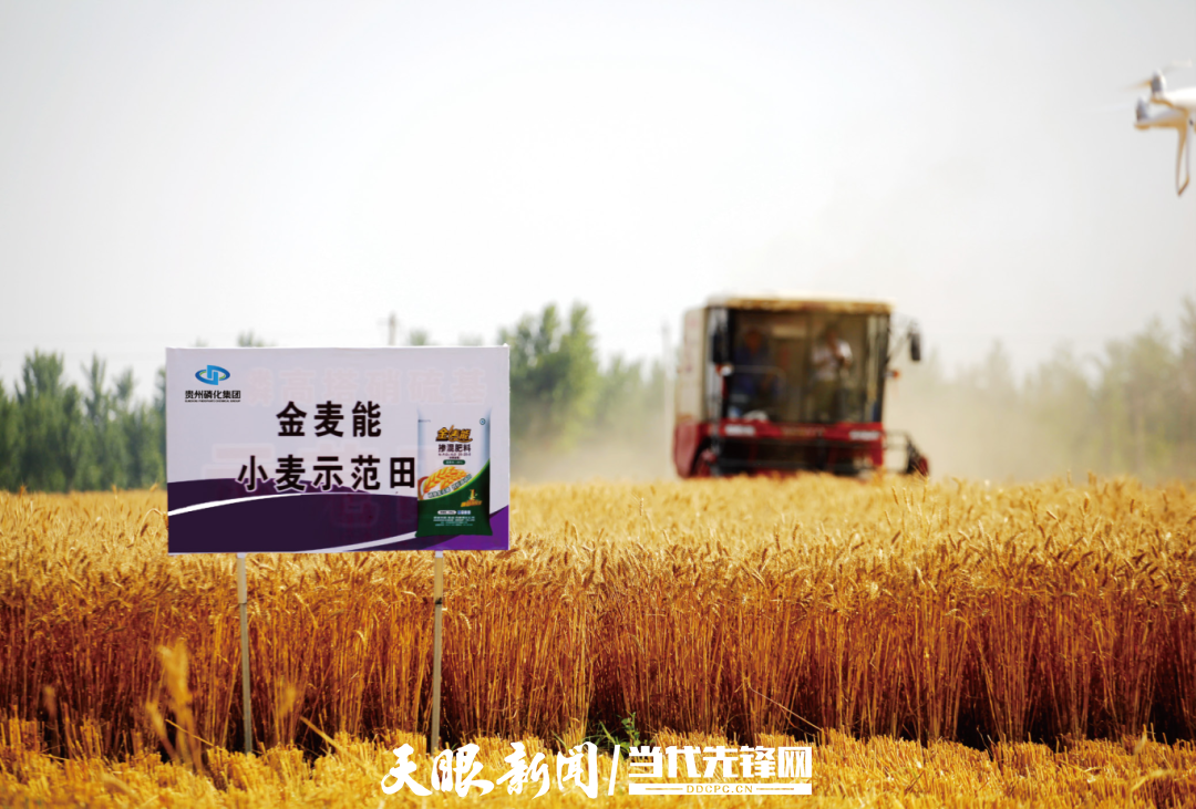 小麦示范田.png