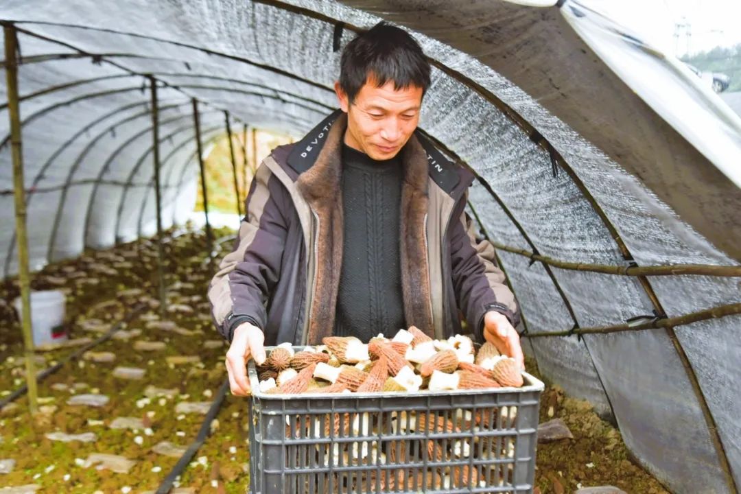 姚元安在搬运采摘好的羊肚菌。.JPG