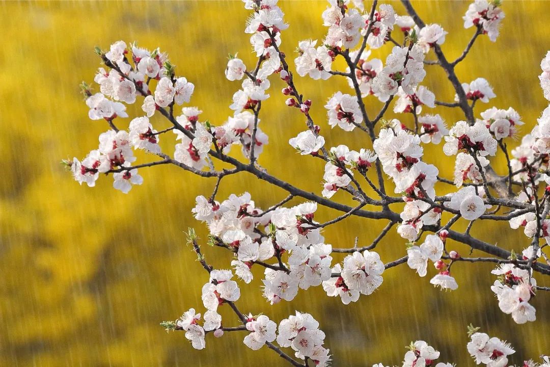 【雨水】24节气图片素材