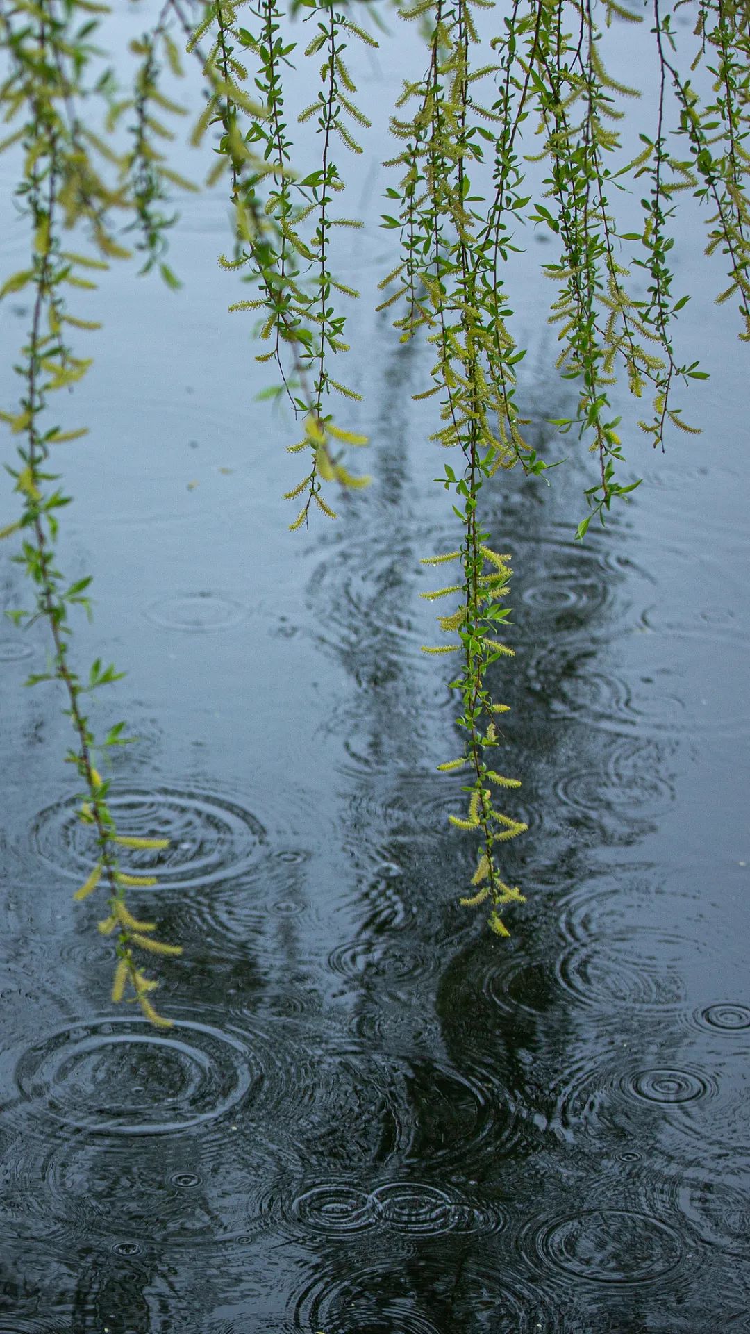 雨中莫愁湖图片素材