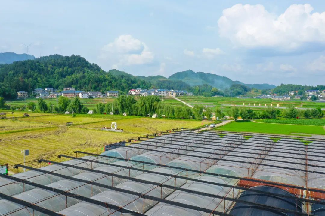 (1新)图为2025年后，花茂绿动九丰蔬菜种植专业合作大棚蔬菜。（马云才摄）.JPG