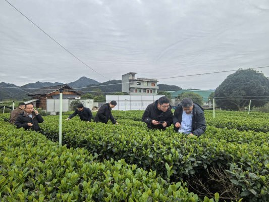 陈卓教授带领研究生在江口抹茶基地查看病害情况。九球体育直播供图