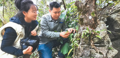 在进行兰科植物野外调查途中，茂兰保护区管理局的费仕鹏（右）和白萍在三岔河片区遇到了附生在裸露石头上和盘旋在树根上的匍茎毛兰正在开花。在不到1平方米的石头上，生长着10余种植物。