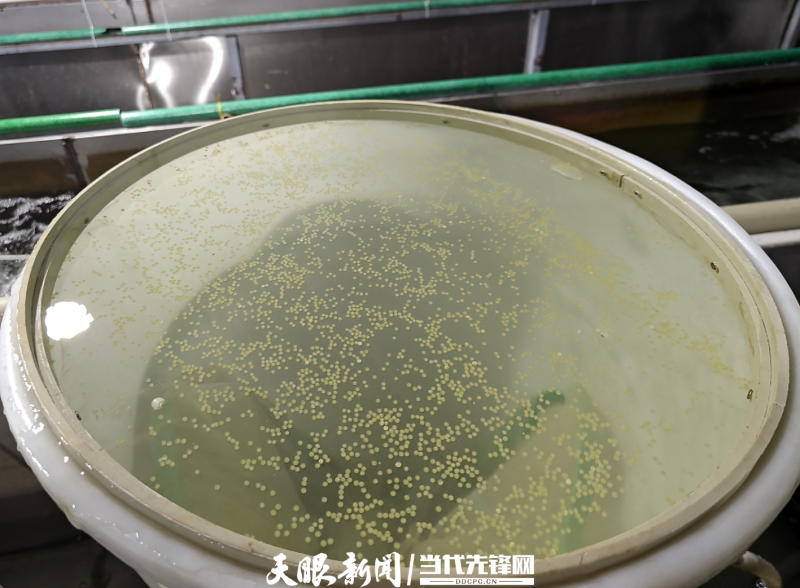 守护江河水域生态，贵州研究团队斑鳠繁育再创佳绩1075.png