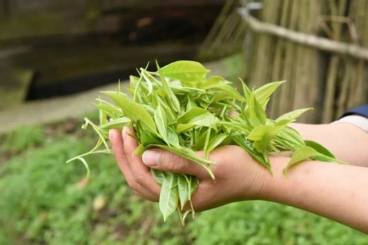 古树茶助力乡村振兴。