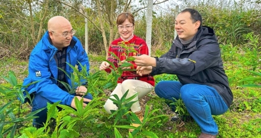 2、铜仁市松桃县一片片黄精长势喜人.jpg