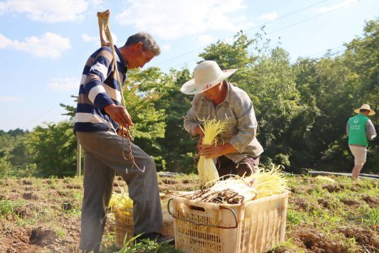 1、贵阳市修文县韭黄基地种植现场.jpg