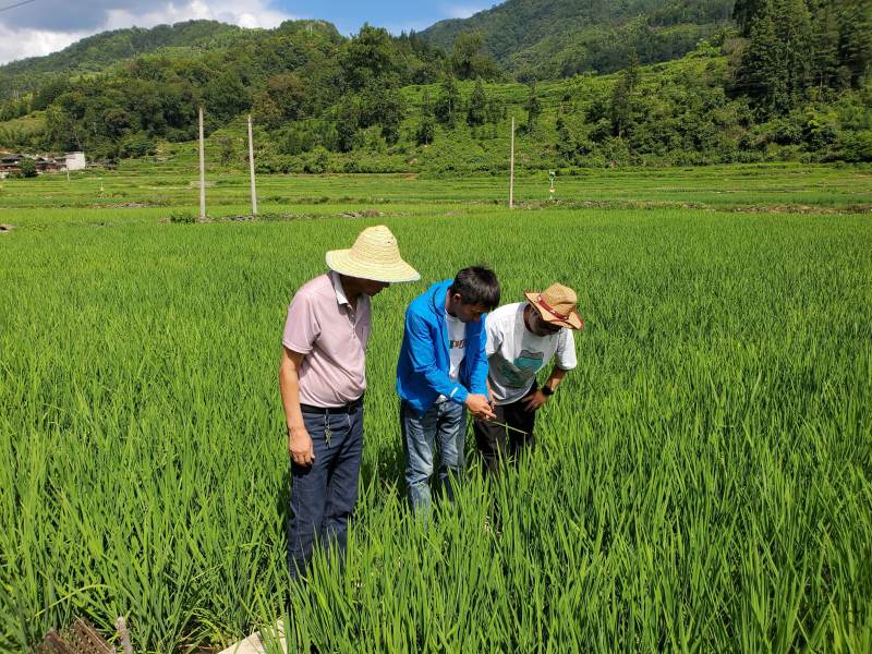 2023年7月，项目成员张丘丘博士前往湄潭、凤冈、黎平、从江水稻基地调查稻纵卷叶螟防治效果。1_副本.jpg