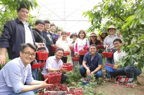 经过多年的培育，贵州大学“博士村长”精品水果团队喜获车厘子丰收