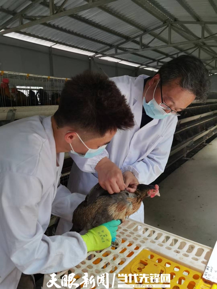 1665967808389118.jpg 张福平带学生开展小香鸡选育工作.jpg