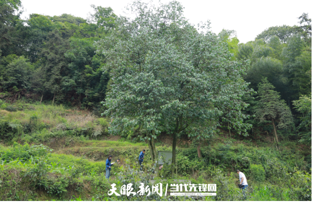 图片5_副本.png