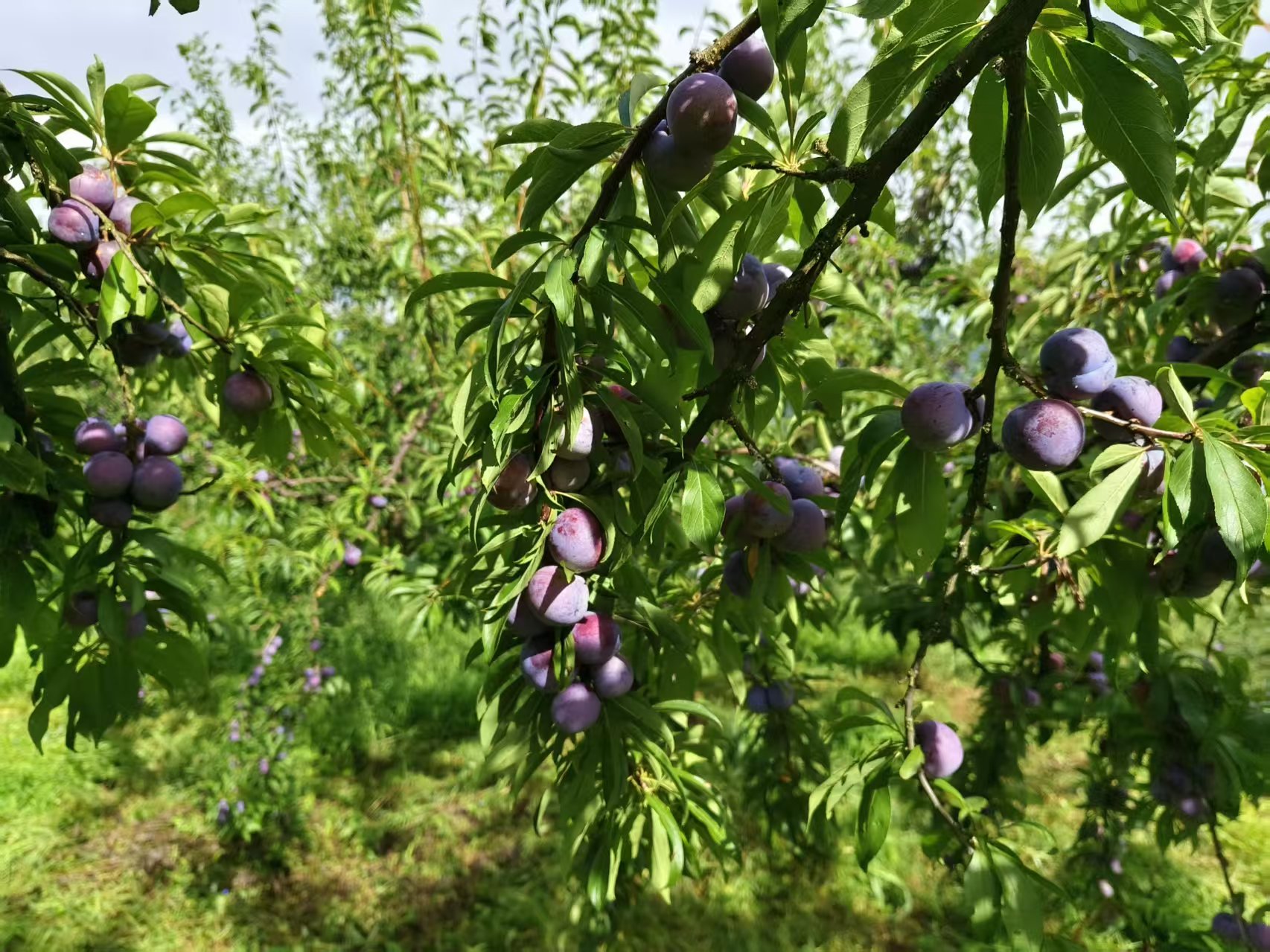 咱们村的事er | 清香村：平凡乡村闯出好光景