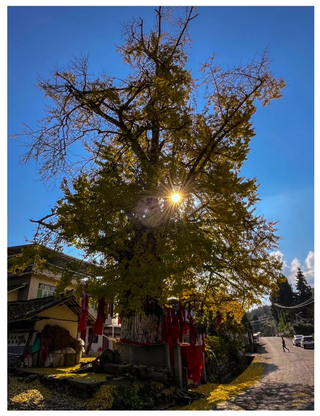 3.成荣发 那乡古杏 猴场镇那乡.jpg