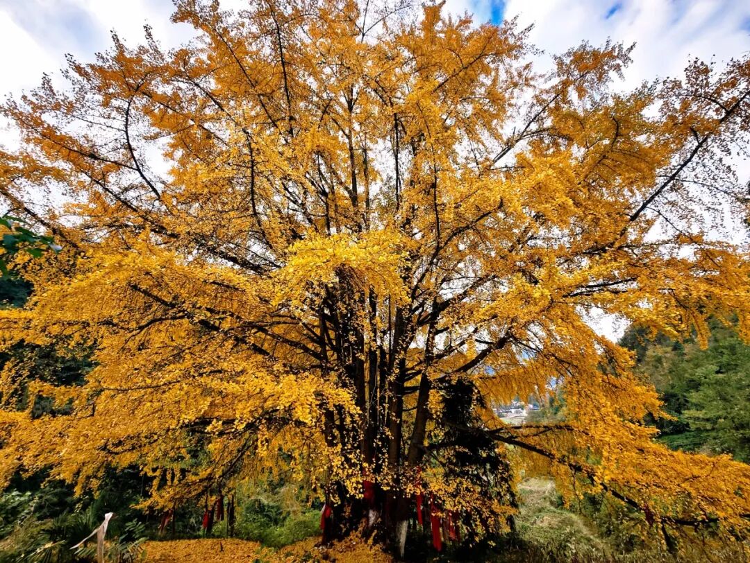 16.佚名 古杏披金・红绸寄愿 太文村开锁组.jpg