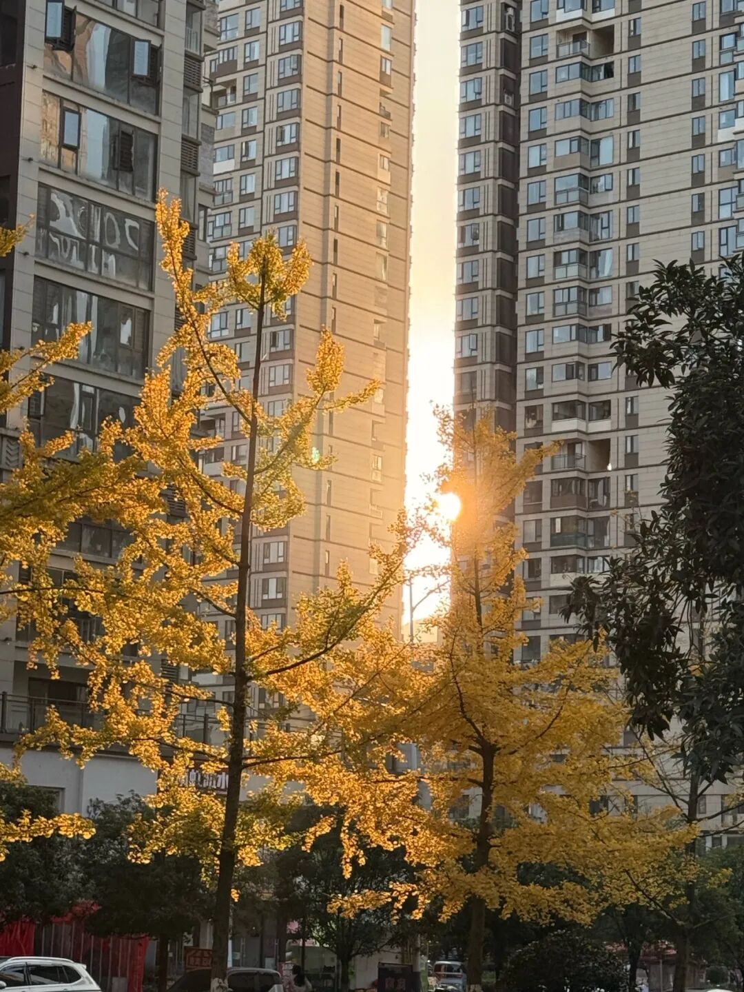 8.罗淦 夕照金叶 溪湖御景.jpg