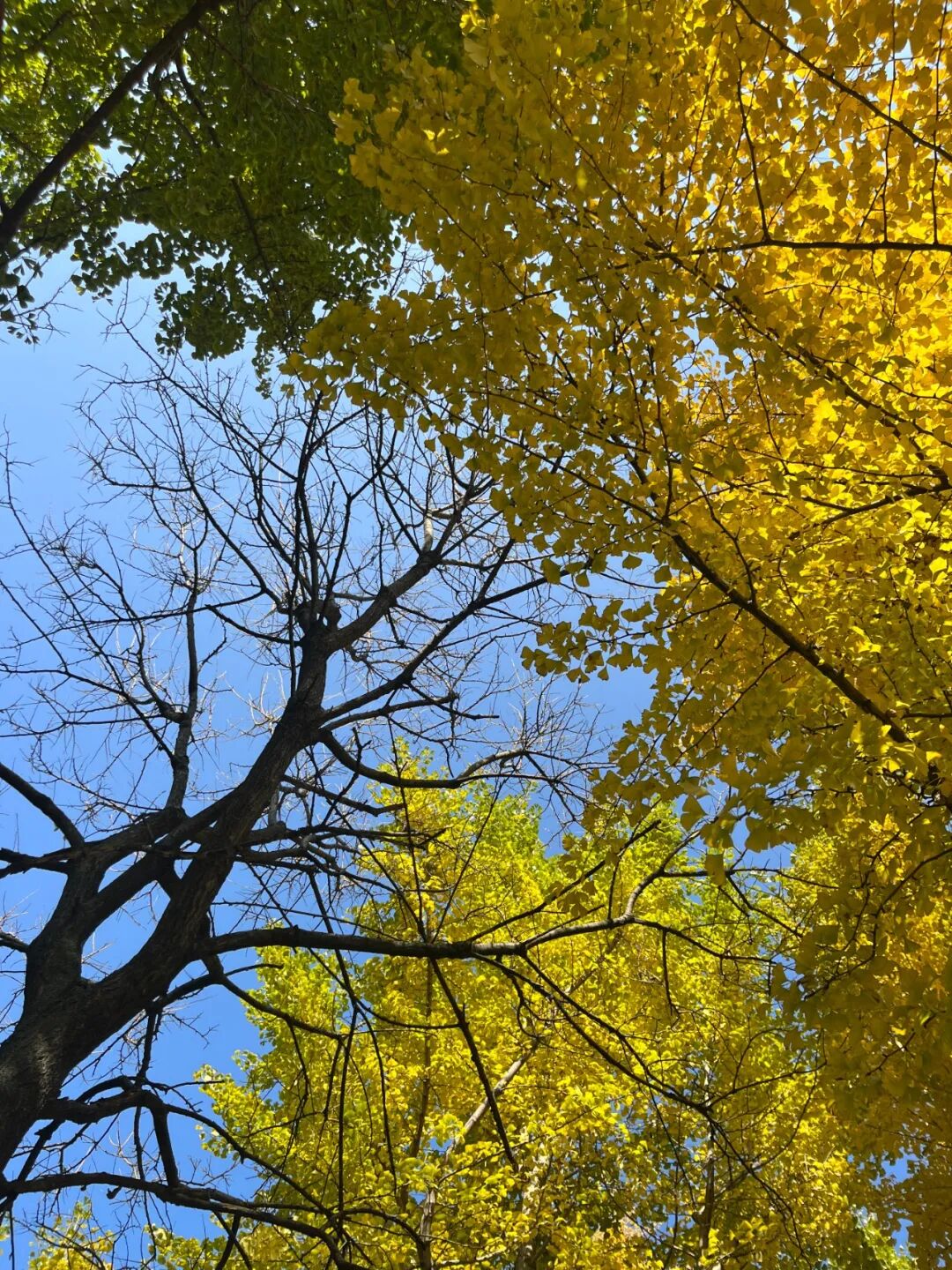 11.黄娟 秋华刹那 瓮安县人民政府广场.jpg