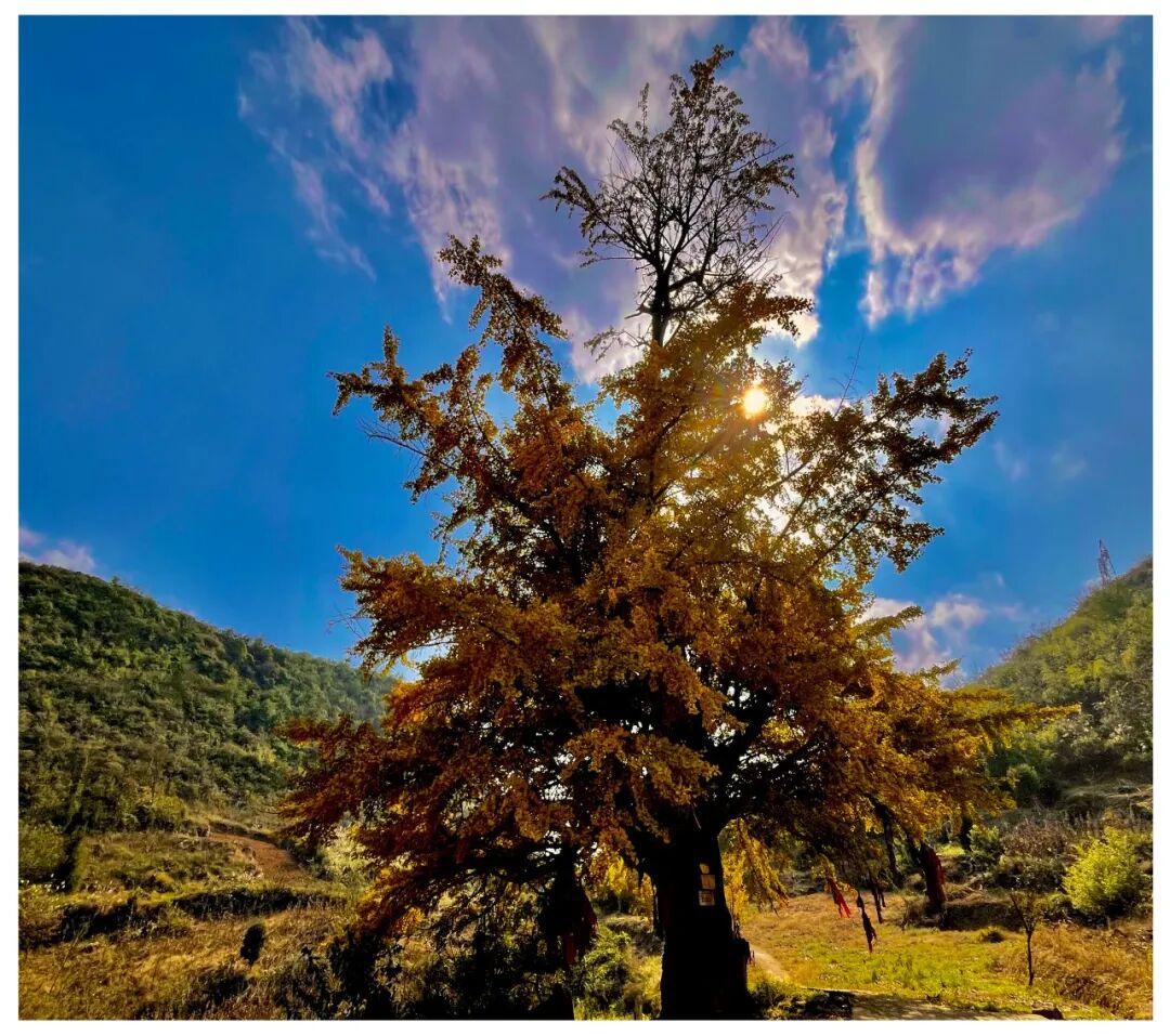 6.刘维琼 仙桥迎杏 雍阳街道望洞仙桥山.jpg