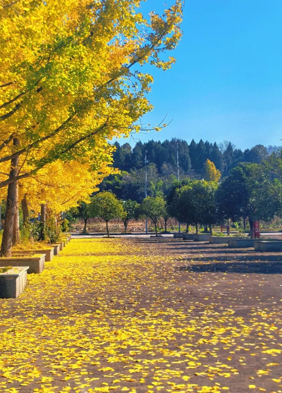 10.江璐 时光的金箔 珠藏镇人民政府广场.jpg