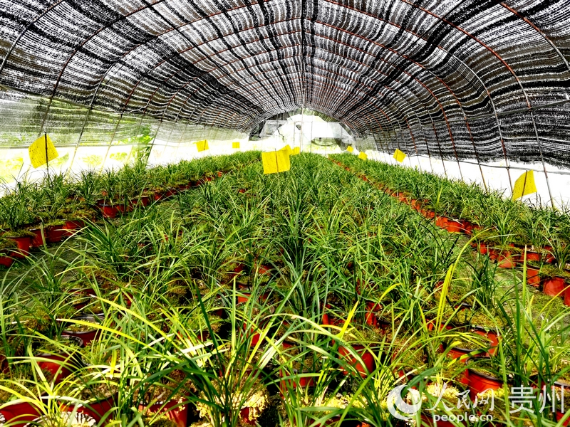 蘭花種植大棚一隅。人民網(wǎng)記者 王秀芳攝.jpg