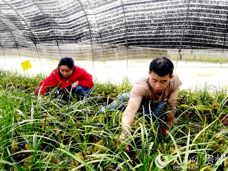 楊華飛與妻子陳友靜仔細(xì)查看蘭花長勢。人民網(wǎng)記者 王秀芳攝.jpg
