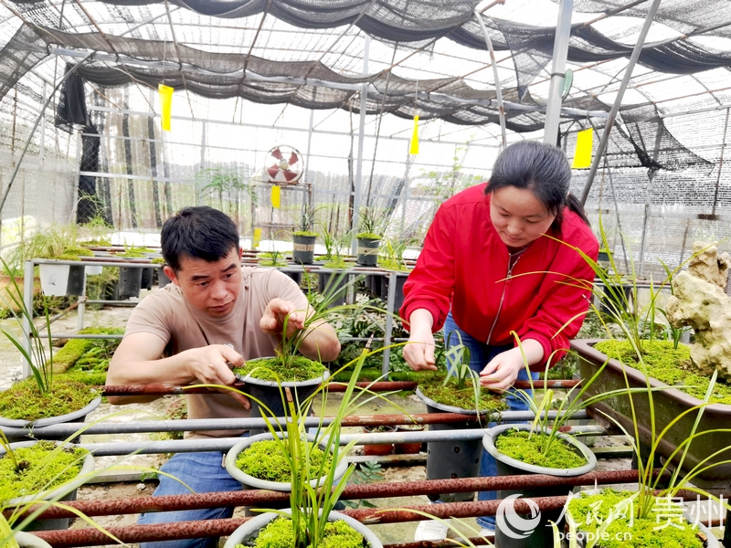 楊華飛與妻子陳友靜仔細(xì)查看蘭花長勢。人民網(wǎng)記者 王秀芳攝1.jpg