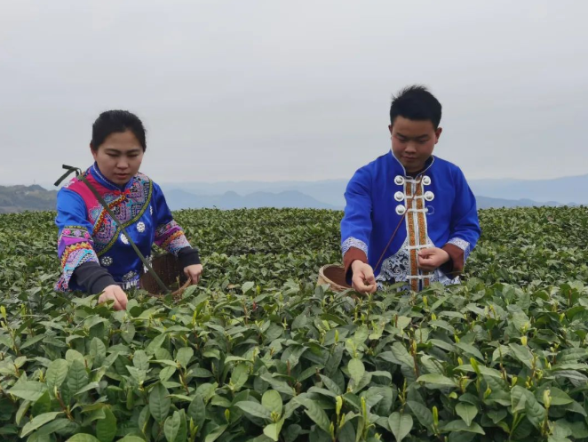 沿河后坪乡:一山一茶 最醇是春芽 